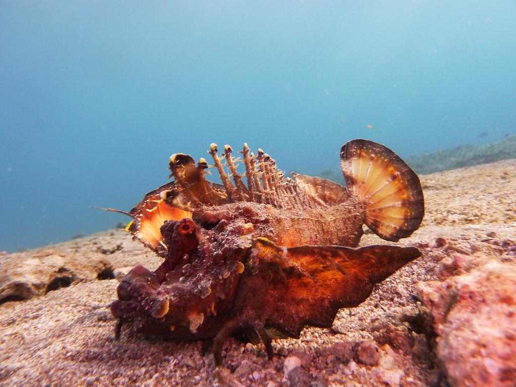 לינה וארוחת בוקר עקבה Arab Divers Dive Center And Bed & Breakfast מראה חיצוני תמונה